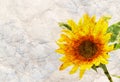 Sunflower frame background