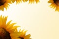 Sunflower Frame Illustration