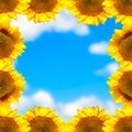 Sunflower frame