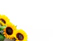 Sunflower frame on white background top view copyspace Royalty Free Stock Photo