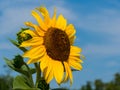 Sunflower in front of blue sky Royalty Free Stock Photo