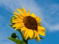 Sunflower in front of blue sky in summer Royalty Free Stock Photo