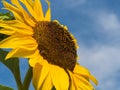 Sunflower in front of blue sky Royalty Free Stock Photo