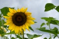 sunflower in front of a cloudy sky