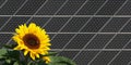 Sunflower in front of solar panels Royalty Free Stock Photo