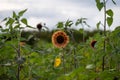 A sunflower in full bloom in a big sunflower field Royalty Free Stock Photo