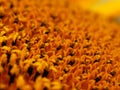 Sunflower in full bloom close up macro shot Royalty Free Stock Photo