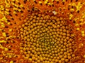 Sunflower in full bloom close up macro shot Royalty Free Stock Photo