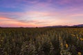 Sunflower full bloom field Royalty Free Stock Photo