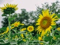 Sunflower in full bloom in field of sunflowers on a cloudy day.