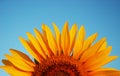 Sunflower in full bloom in field of sunflowers on a sunny day Royalty Free Stock Photo