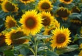 Sunflower in full bloom in field of sunflowers on a sunny day Royalty Free Stock Photo