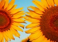 Sunflower in full bloom in field of sunflowers on a sunny day Royalty Free Stock Photo