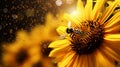 A sunflower in full bloom, its golden disk covered in tiny pollen grains, with a bumblebee collecting pollen,