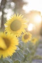 Sunflower in full bloom with its yellow petals at sunset. Royalty Free Stock Photo