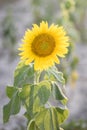 Sunflower in full bloom with its yellow petals at sunset. Royalty Free Stock Photo