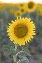 Sunflower in full bloom with its yellow petals at sunset.s yellow Royalty Free Stock Photo