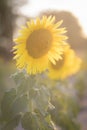 Sunflower in full bloom with its yellow petals at sunset. Royalty Free Stock Photo