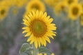 Sunflower in full bloom with its yellow petals at sunset. Royalty Free Stock Photo