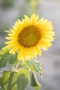 Sunflower in full bloom with its yellow petals at sunset. Royalty Free Stock Photo