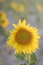 Sunflower in full bloom with its yellow petals at sunset. Royalty Free Stock Photo