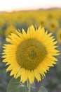 Sunflower in full bloom with its yellow petals at sunset. Royalty Free Stock Photo