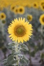 Sunflower in full bloom with its yellow petals at sunset. Royalty Free Stock Photo