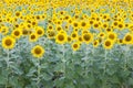 Sunflower full bloom over the field Royalty Free Stock Photo