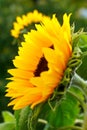 Sunflower full bloom summer sun Royalty Free Stock Photo