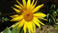 A sunflower in full bloosom Royalty Free Stock Photo