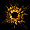 sunflower in full face with black background Royalty Free Stock Photo