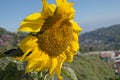 Sunflower. Royalty Free Stock Photo