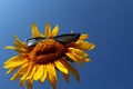 Sunflower with a funny face and sunglasses Royalty Free Stock Photo