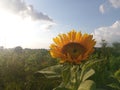 Sunflower garde at sunset.