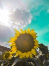 Sunflower in garden Ã°Å¸ÅÂ» Royalty Free Stock Photo