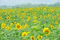 Sunflower garden