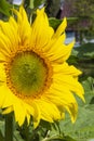Sunflower in the garden on the background of green plants Royalty Free Stock Photo