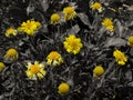 Sunflower garden in black white partial color