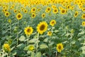 Sunflower in the garden