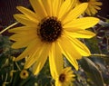 This sunflower garden is facing the sunlight, each flower is trying to reach their most high, this one is at its best spotlight.