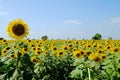 Sunflower garden