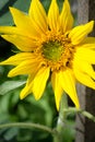 Sunflower in the garden