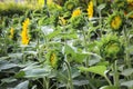 Sunflower Garden. Sunflower has many health benefits. Sunflower oil improves skin health and promotes cell regeneration. Beautiful