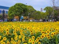 Sunflower Garden, Jinhua City China