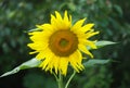 Sunflower in garden with leafs and seeds