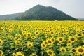 Sunflower garden and mountain