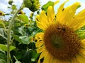 Sunflower in garden rama9