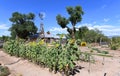 Sunflower Garden on the Rio Grande River in New Mexico. Royalty Free Stock Photo