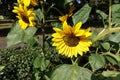 Sunflower garden. Sunflowers have abundant health benefits. Sunflower oil improves skin health and promote cell regeneration