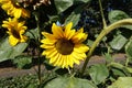 Sunflower garden. Sunflowers have abundant health benefits. Sunflower oil improves skin health and promote cell regeneration